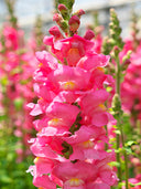 Tall Snapdragon, Pink