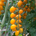 'Yellow Saint' Cherry Tomato