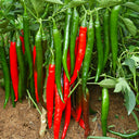 Red Hot Chili Pepper Seeds