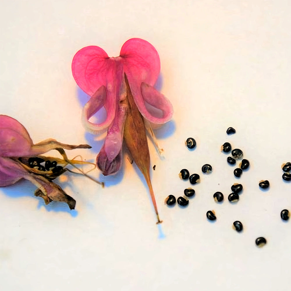 Dicentra peregrina Seeds - Lovely Pink Heart-shaped Blooms