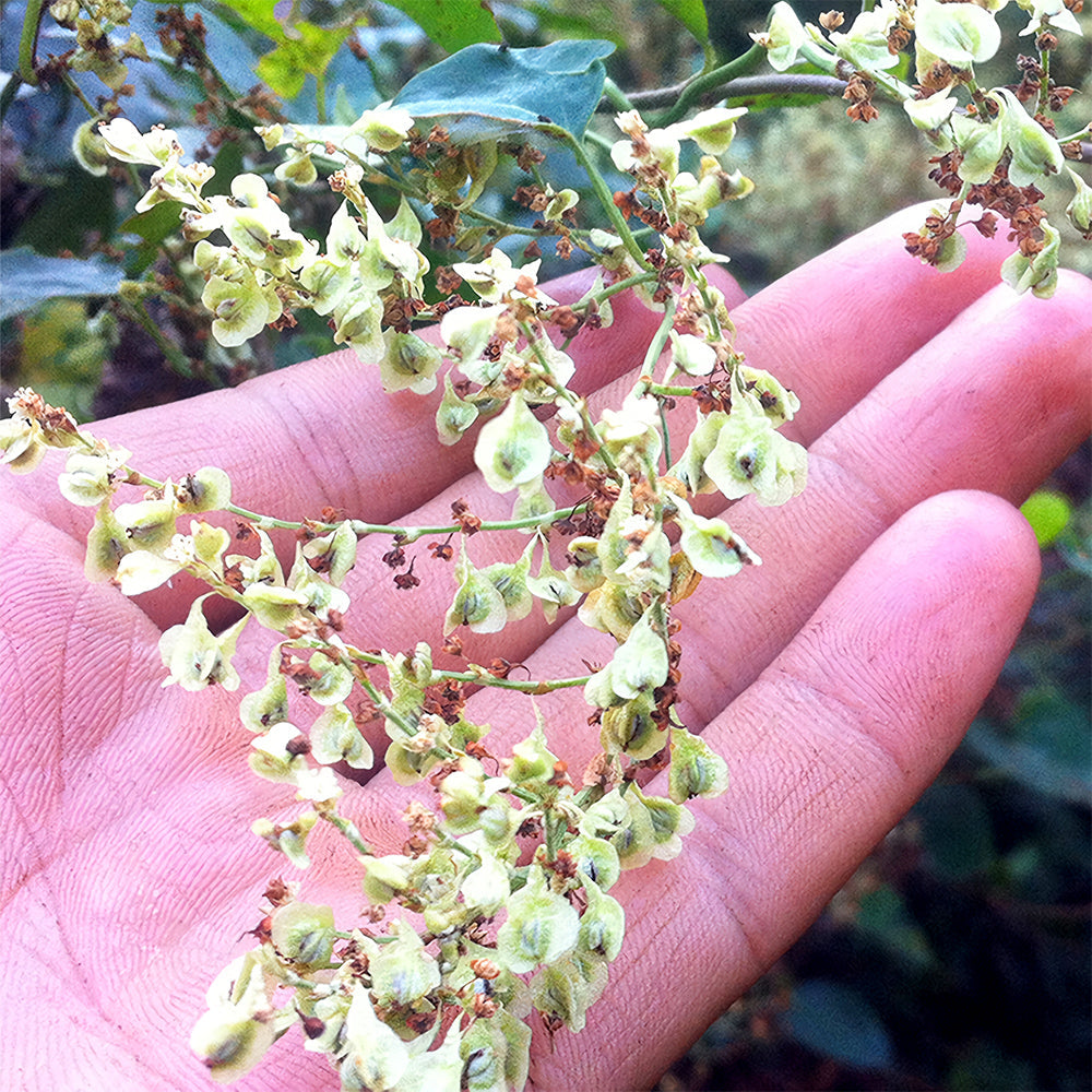 Reynoutria Multiflora Seeds