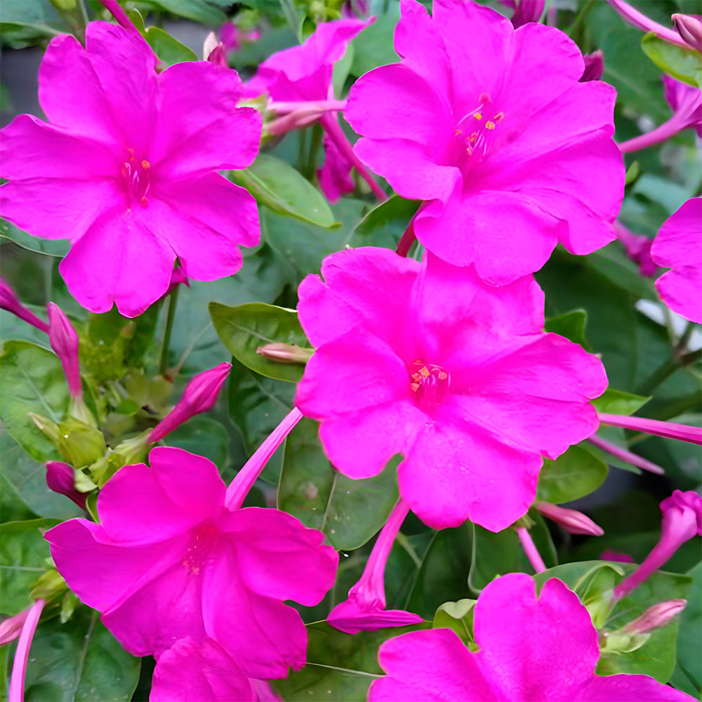 Four O'clock Flower (Mirabilis jalapa) Seeds