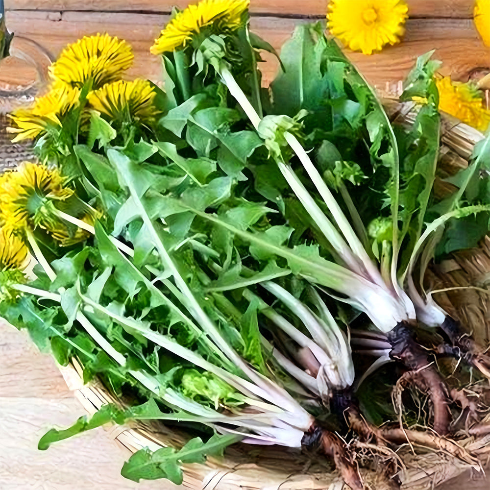 Yellow Dandelion Seeds