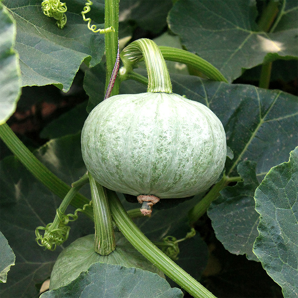 Silver Chestnut Pumpkin Hybrid Seeds