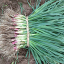 Red Root Leek Seeds