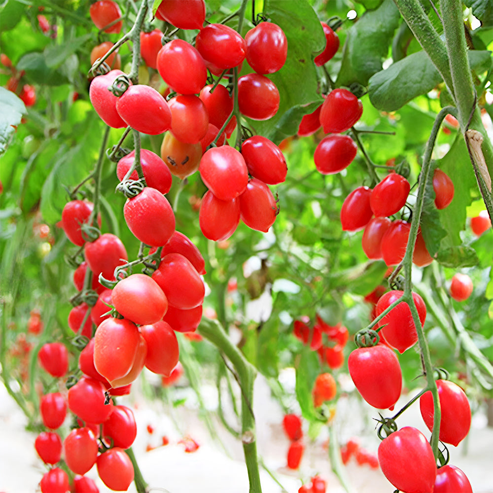 Top-Performing Salad Tomato