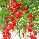 Top-Performing Salad Tomato