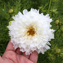 Cosmos bipinnatus 'Double Click Snow Puff'