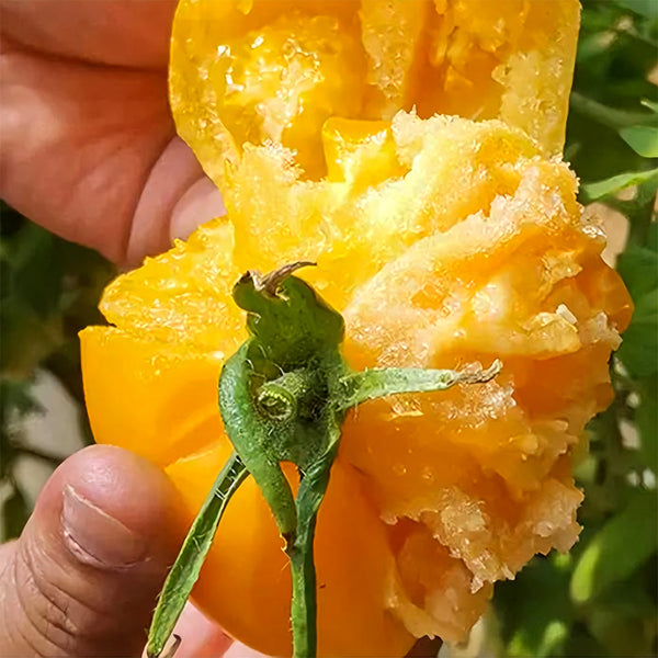 'Imperial Concubine' Yellow Tomato