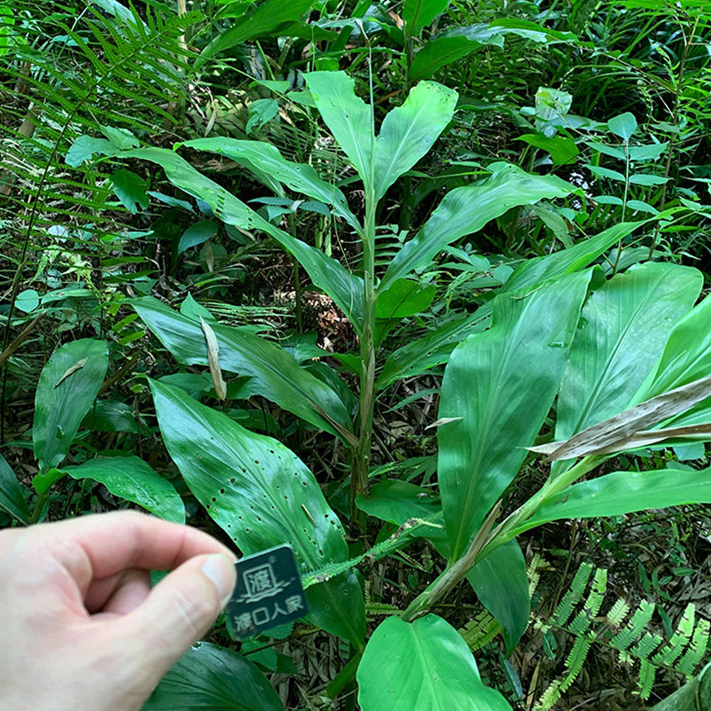 Myoga Ginger Seeds