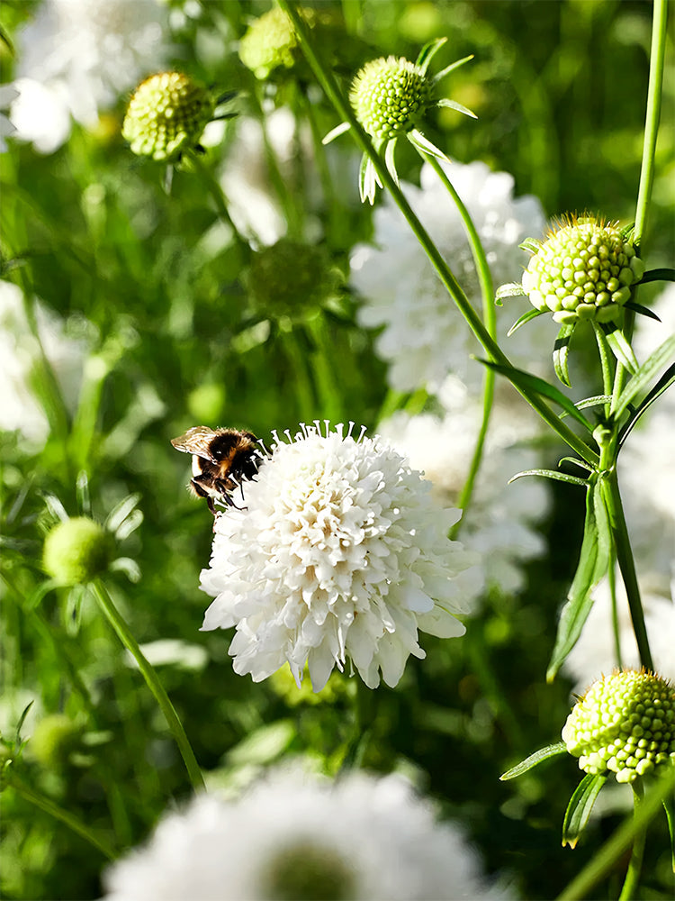 Scabiosa Atropurpurea, White