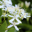 Clematis Chinensis Seeds, Pack of 50