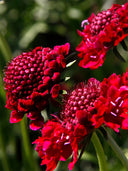 Scabiosa Atropurpurea, Red