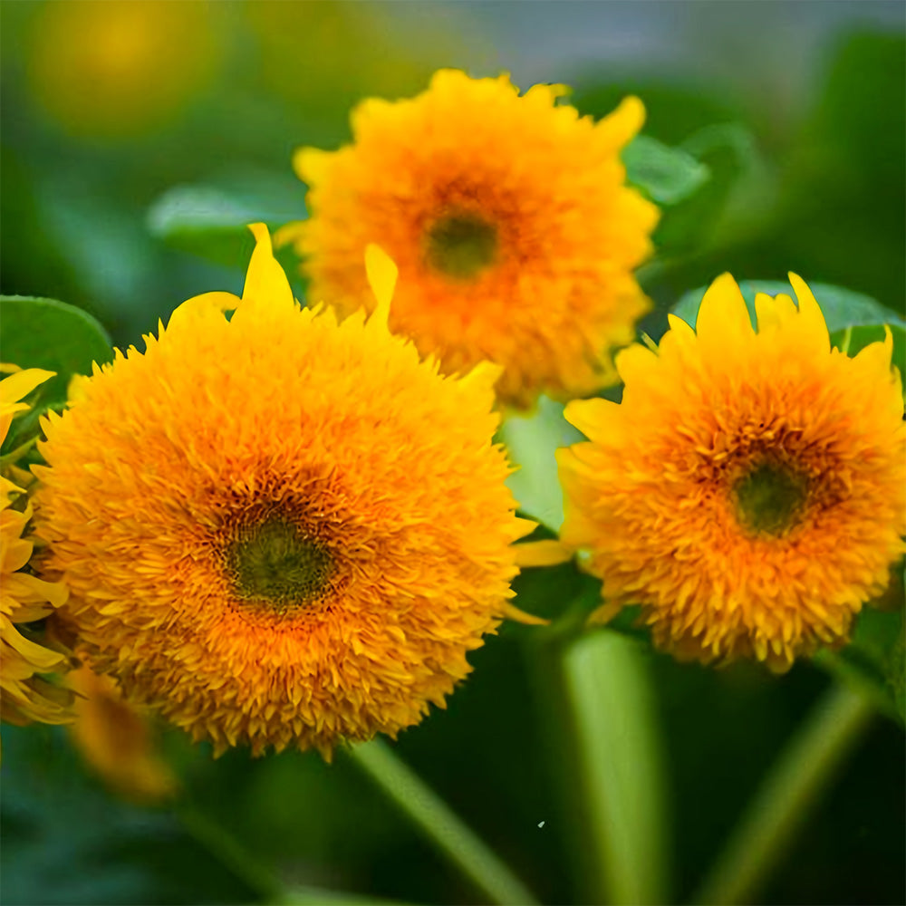 'Teddy Bear' Dwarf Sunflower Seeds