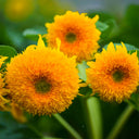 'Teddy Bear' Dwarf Sunflower Seeds