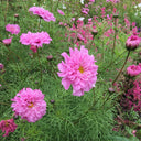 Cosmos bipinnatus 'Double Click Rose Bonbon'