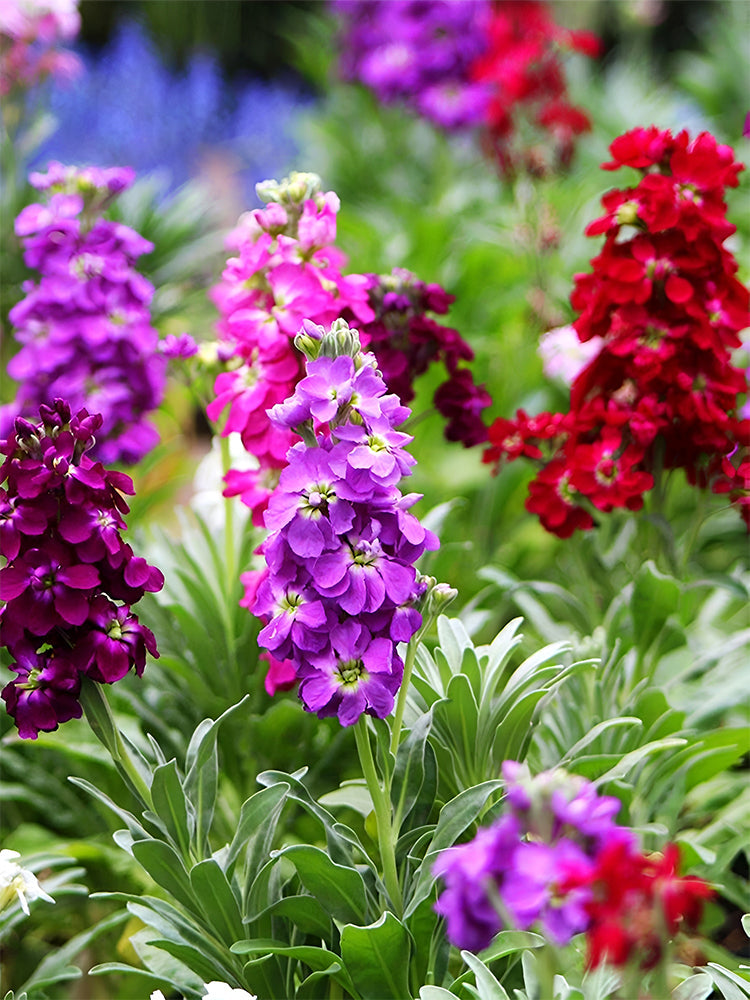 Dwarf Matthiola Incana, Mixed