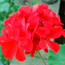 Red Geranium Seeds - Landscaper Red  F1