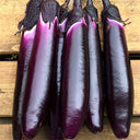 'Purple Dragon' Long Eggplant Seeds