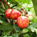 Red Zebra Tomato