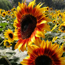 Bi-Colour Sunflower Seeds (90cm)