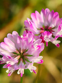 Chinese Milk Vetch