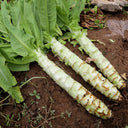 Green Asparagus Lettuce Seeds