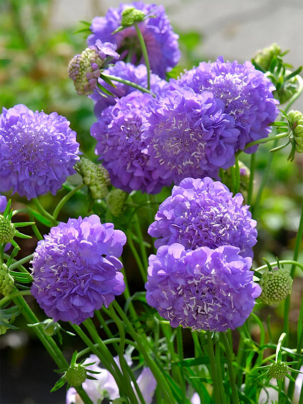 Scabiosa Atropurpurea 'Blue Cockade'