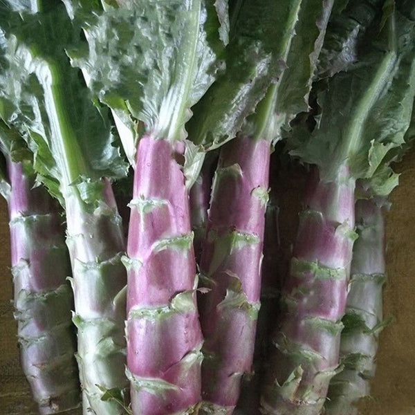 Red Asparagus Lettuce Seeds