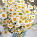 Hardy Chamomile Seeds with Invigorating Aroma - Thrives in Varied Soils
