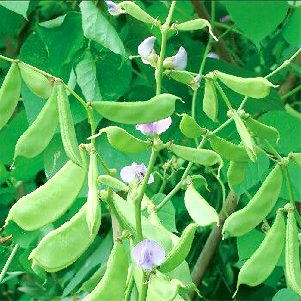 Refreshing Green Hyacinth Bean Seeds