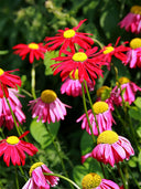 Chrysanthemum, Robinson's Mix