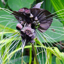 Tacca Chantrieri Seeds (5 Seeds)