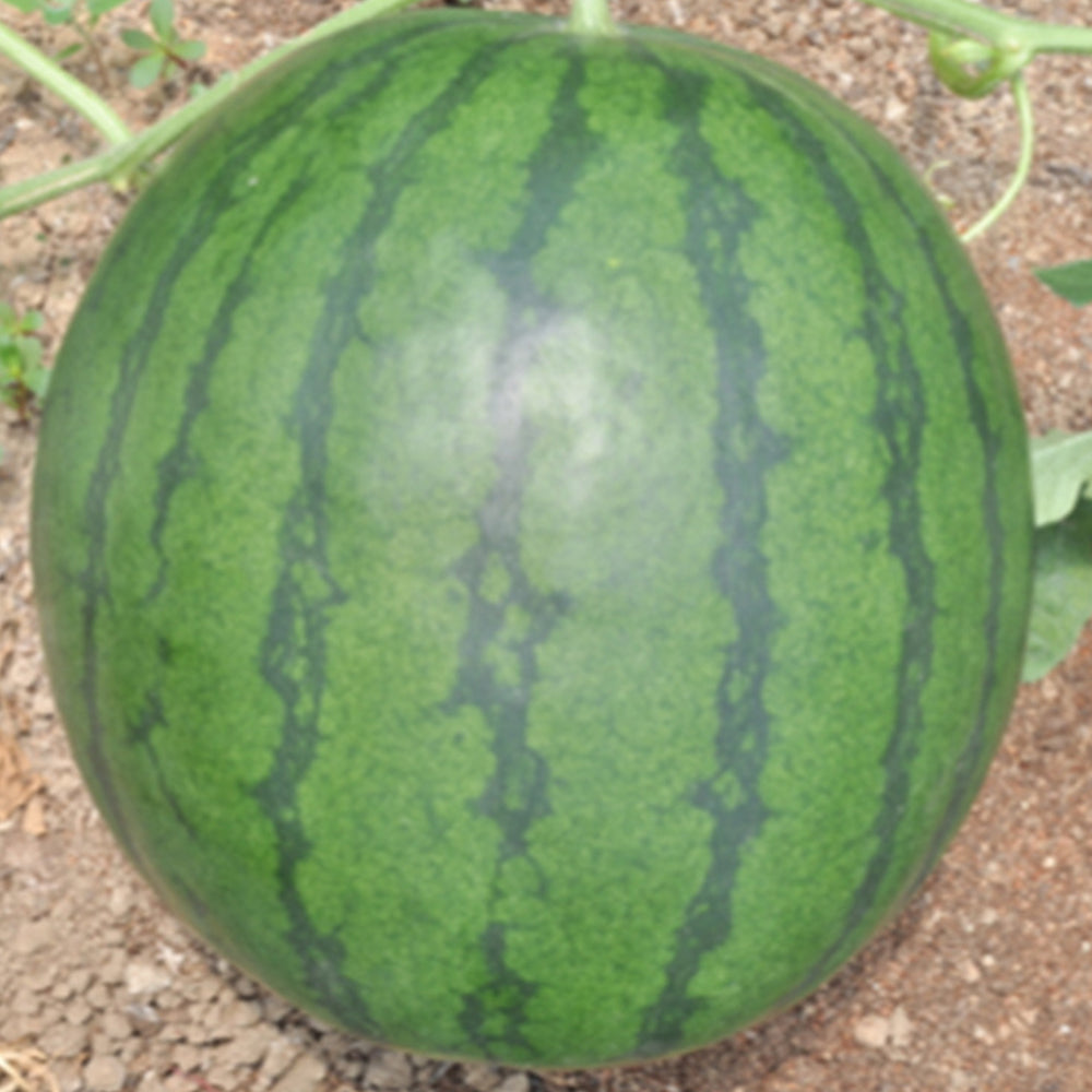 'Seedless Kylin' Series Seedless Watermelon Seeds