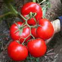 'China Veggies No.4' Tomato