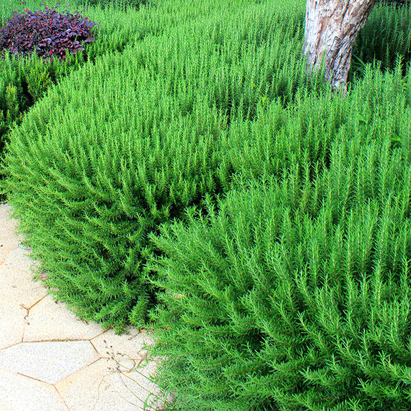 Rosemary Seeds