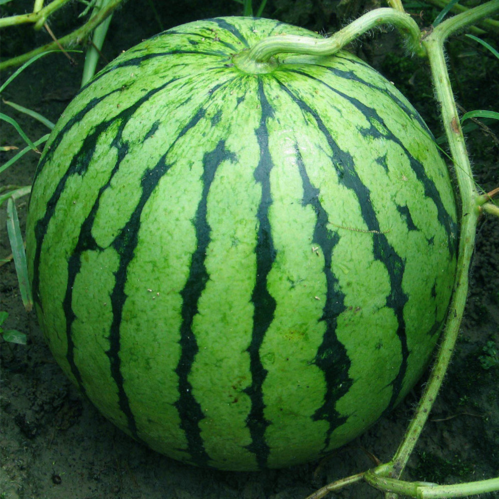 'Rainbow Ice Cream' Watermelon Seeds