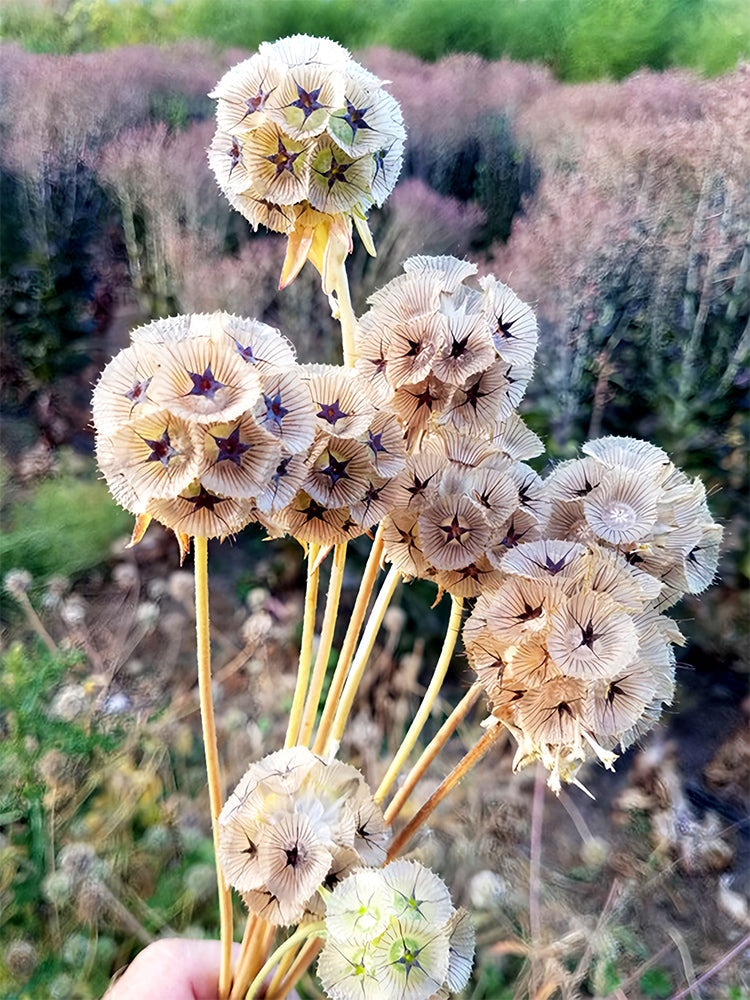 Scabiosa stellata