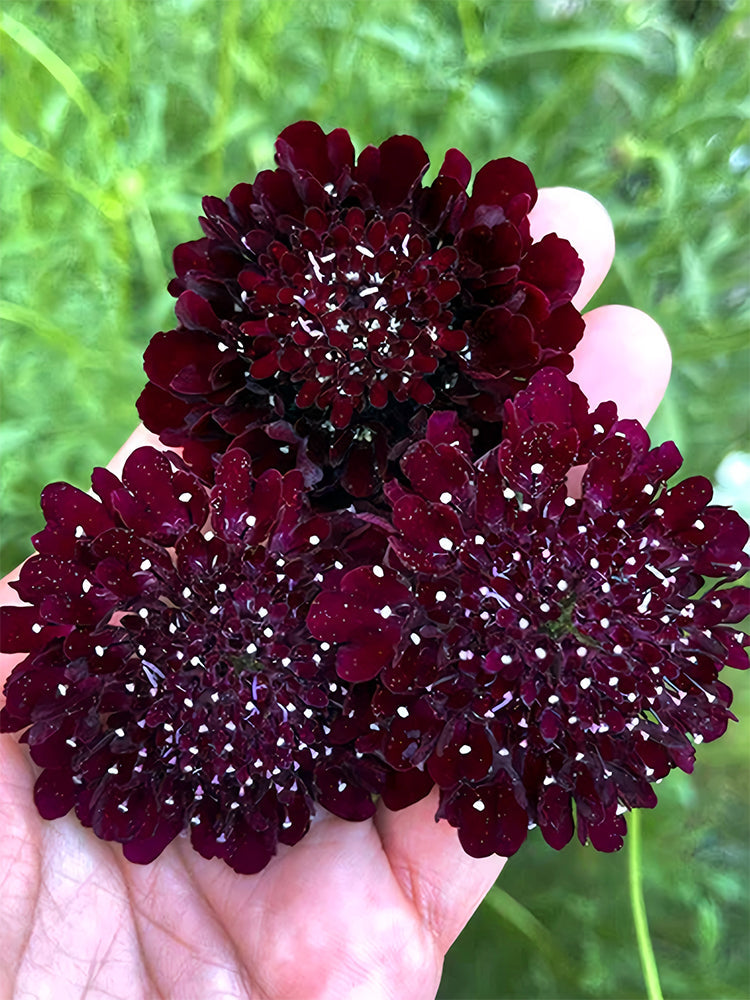 Scabiosa Atropurpurea, Black