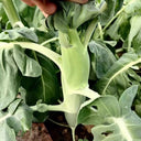 Jingyan Huge Stem Gai Lan