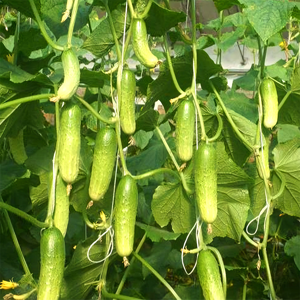 Hanging Green Cucumber Seeds