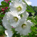 Alcea 'Chaste White'