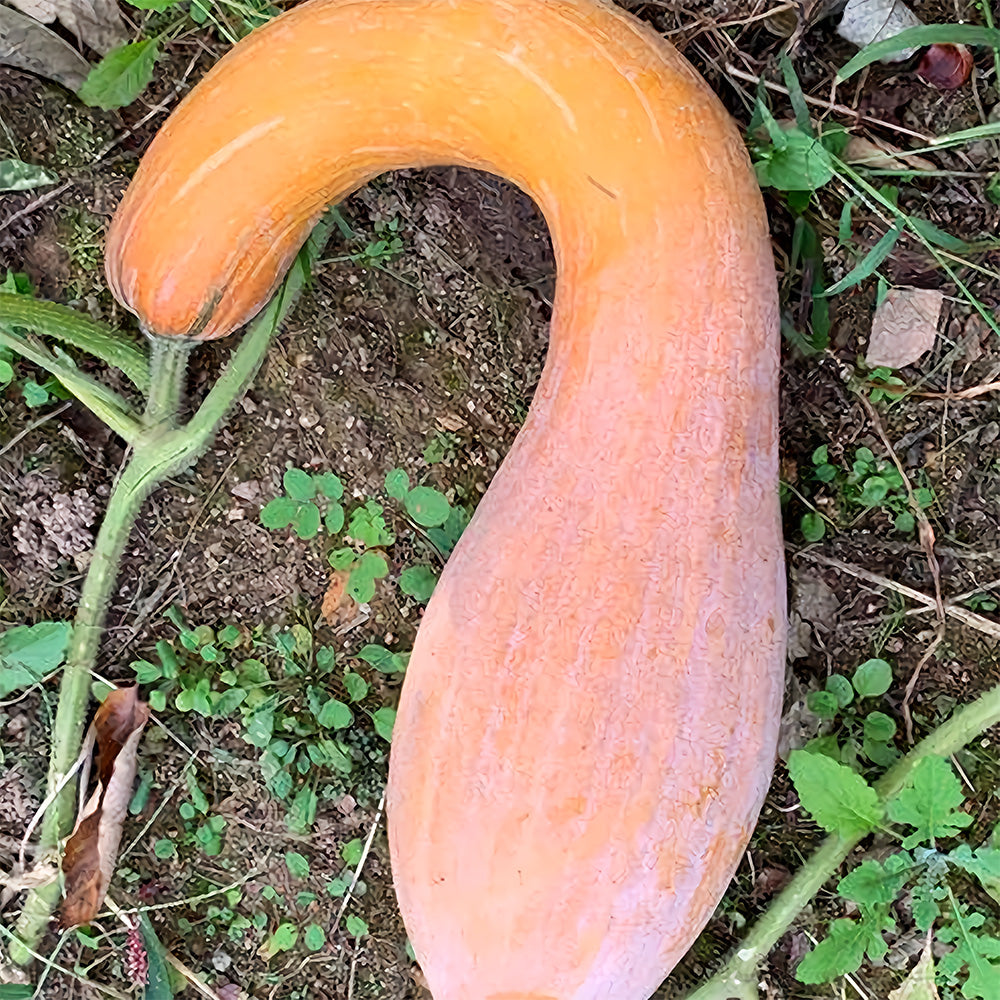 Golden Hook Pumpkin Seeds