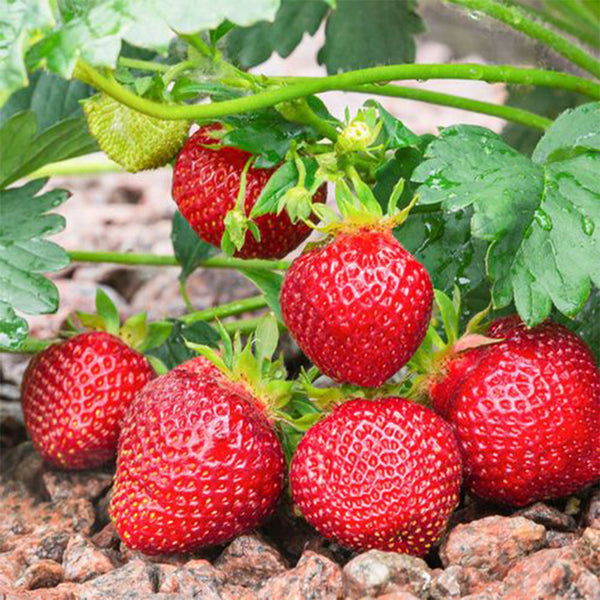 diamante strawberry seeds Akihime' Series Red Strawberry Seeds – SeedChoiceX