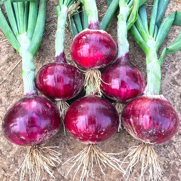 Red Onion Seeds