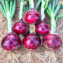 Red Onion Seeds