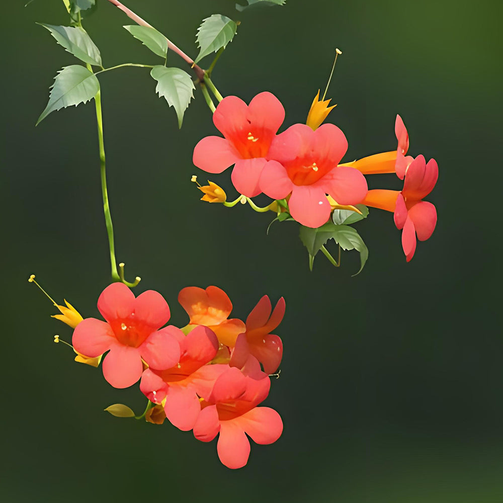 Chinese Trumpet Vine Seeds - Campsis grandiflora