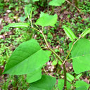 Reynoutria japonica Seeds
