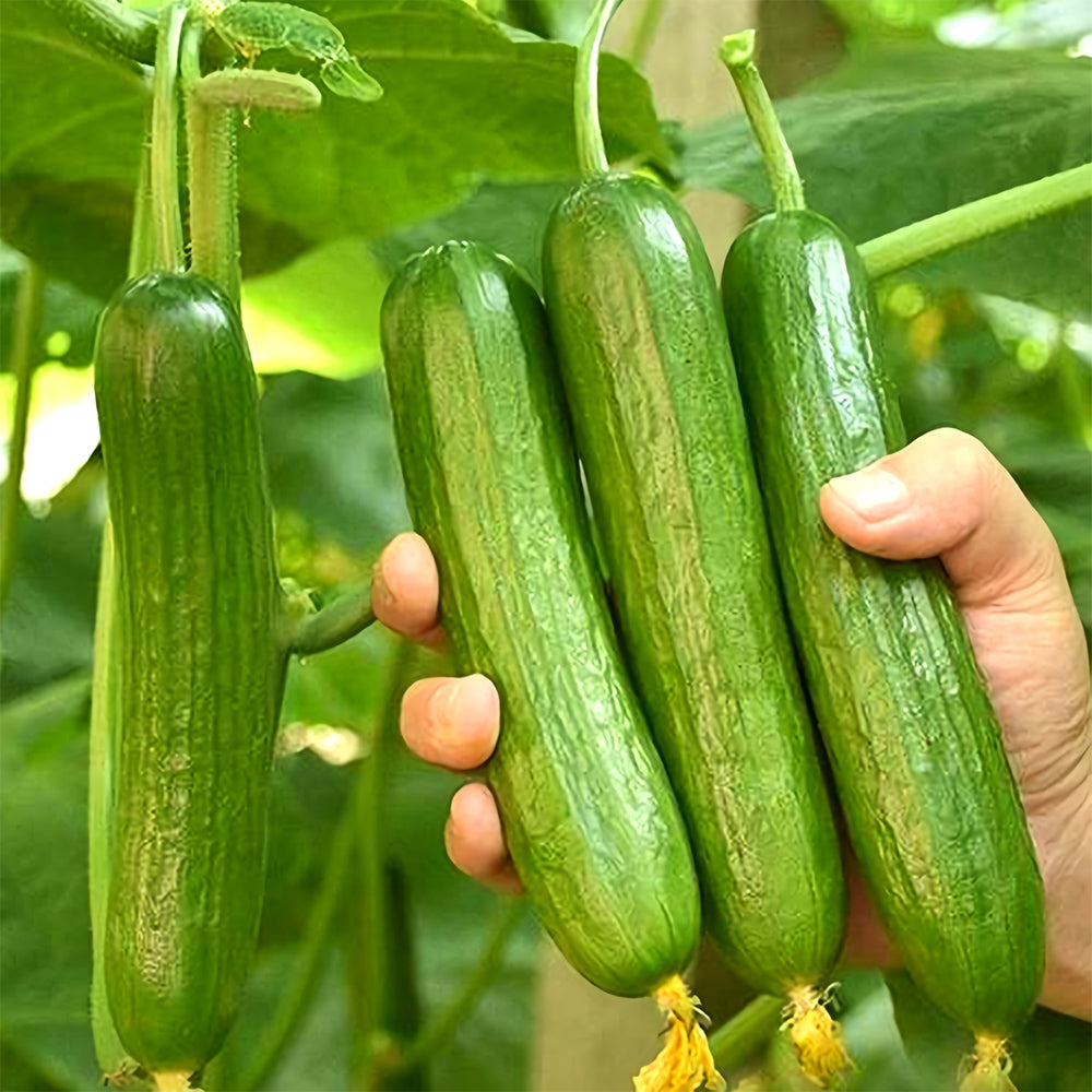 Dutch Thornless Sweet Crisp Cucumber