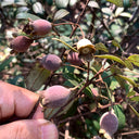 Rhodomyrtus Tomentosa